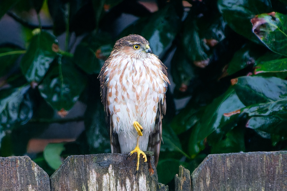 Here's a set of comparison shots to help distinguish Cooper's Hawks from Sharp-shinned Hawks.